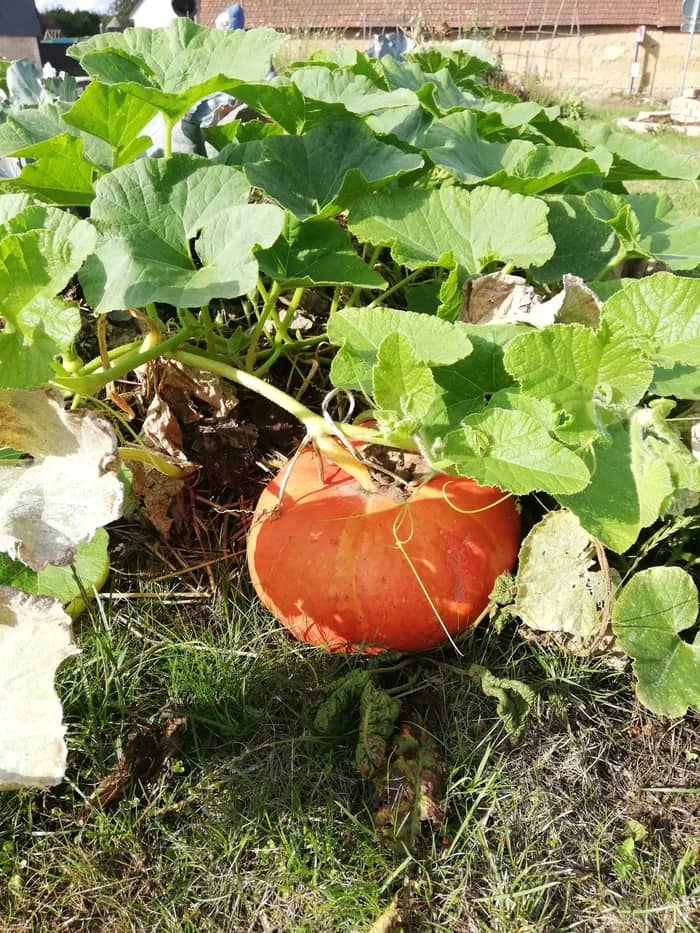 Illustration de l'événement : Jardinons ! Cuisiner les courges