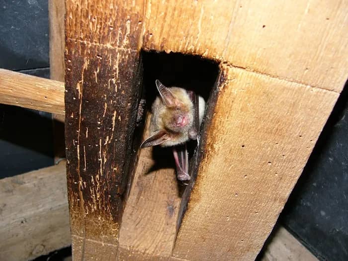Illustration de l'événement : Rencontre avec les chauves-souris