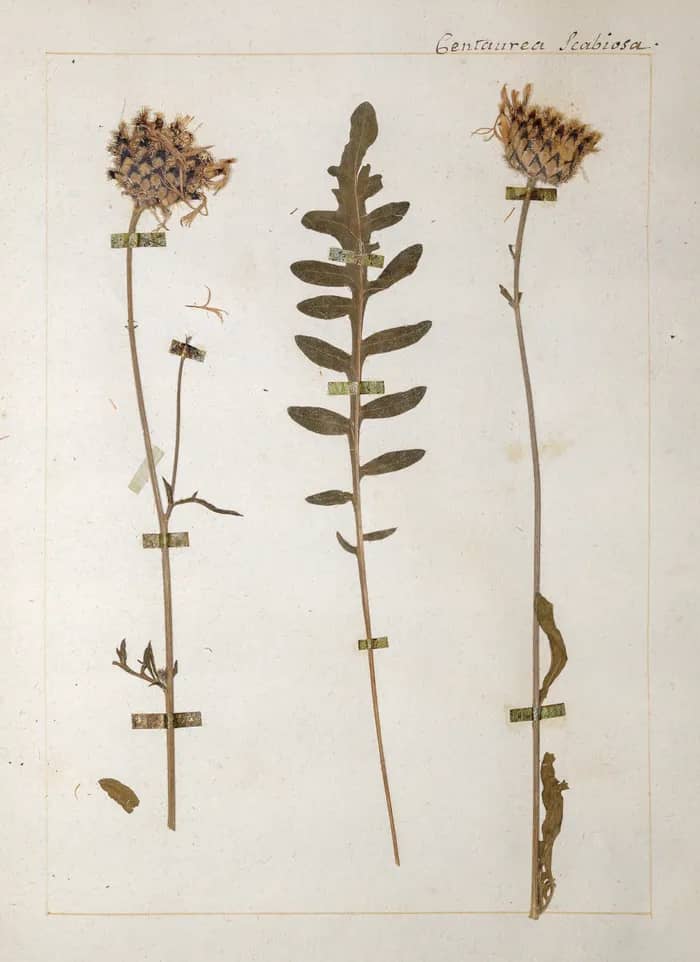 Illustration de l'événement : L’herbier de Jean-Jacques Rousseau