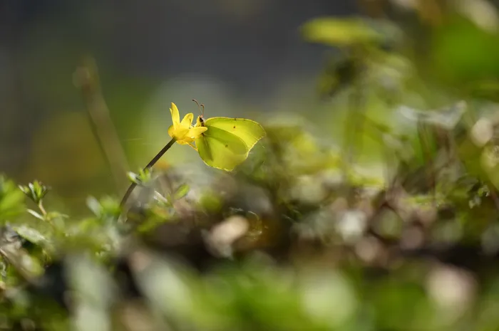 Illustration de l'événement : REPORTEE/Balade naturaliste : papillons de lumière