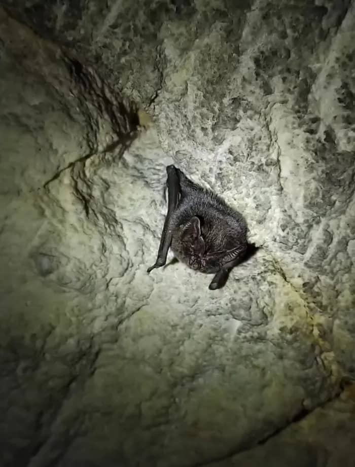Illustration de l'événement : A la découverte des chauves-souris