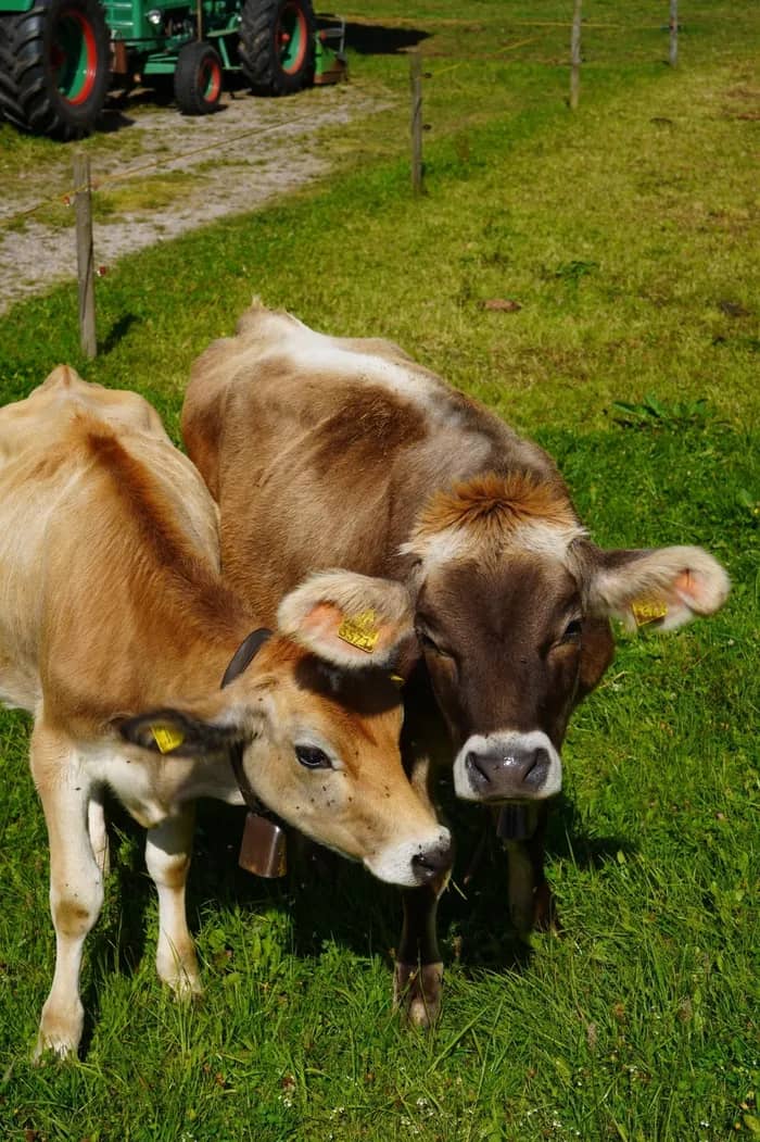 Illustration de l'événement : ESCAPADE GOURMANDE : VISITE DE LA FERME ET DÉGUSTATION DE PRODUITS LOCAUX