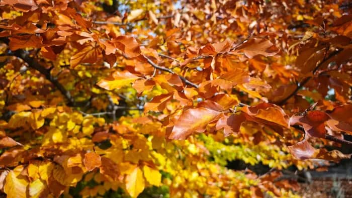 Illustration de l'événement : L’herbier des feuilles