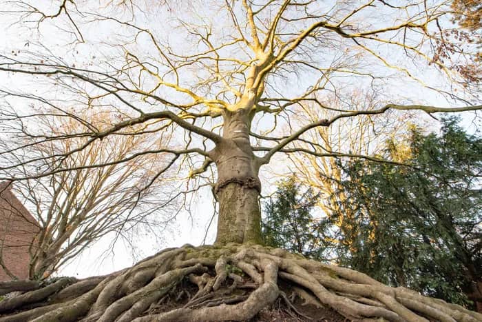 Illustration de l'événement : Visite verte du square Desmarets et de l’arbre glacière