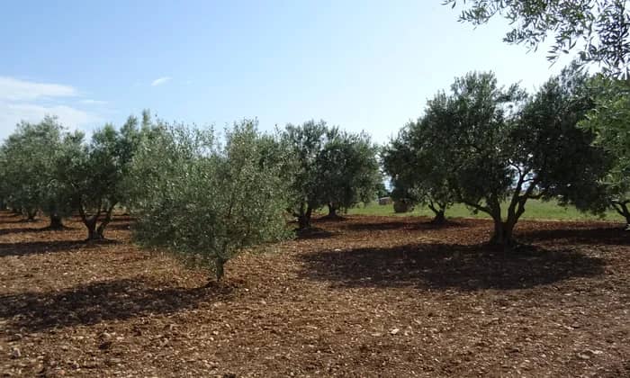 Illustration de l'événement : 04 - Assemblée générale de l’AOP Huile d’Olive de Haute-Provence le 9 octobre à Volx