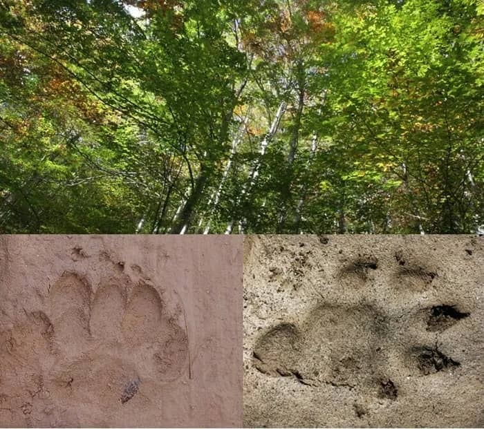 Illustration de l'événement : Empreintes et indices : les secrets de la forêt