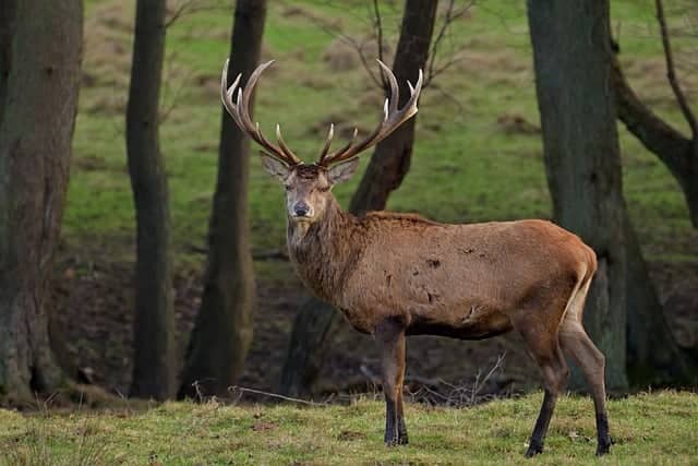 Illustration de l'événement : Vivre le brame du cerf