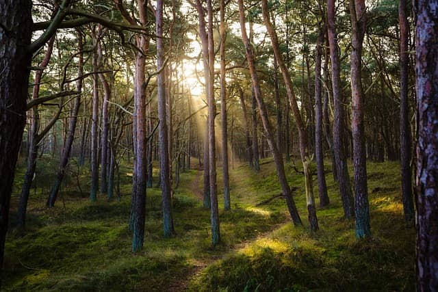 Illustration de l'événement : Sophro balade en forêt