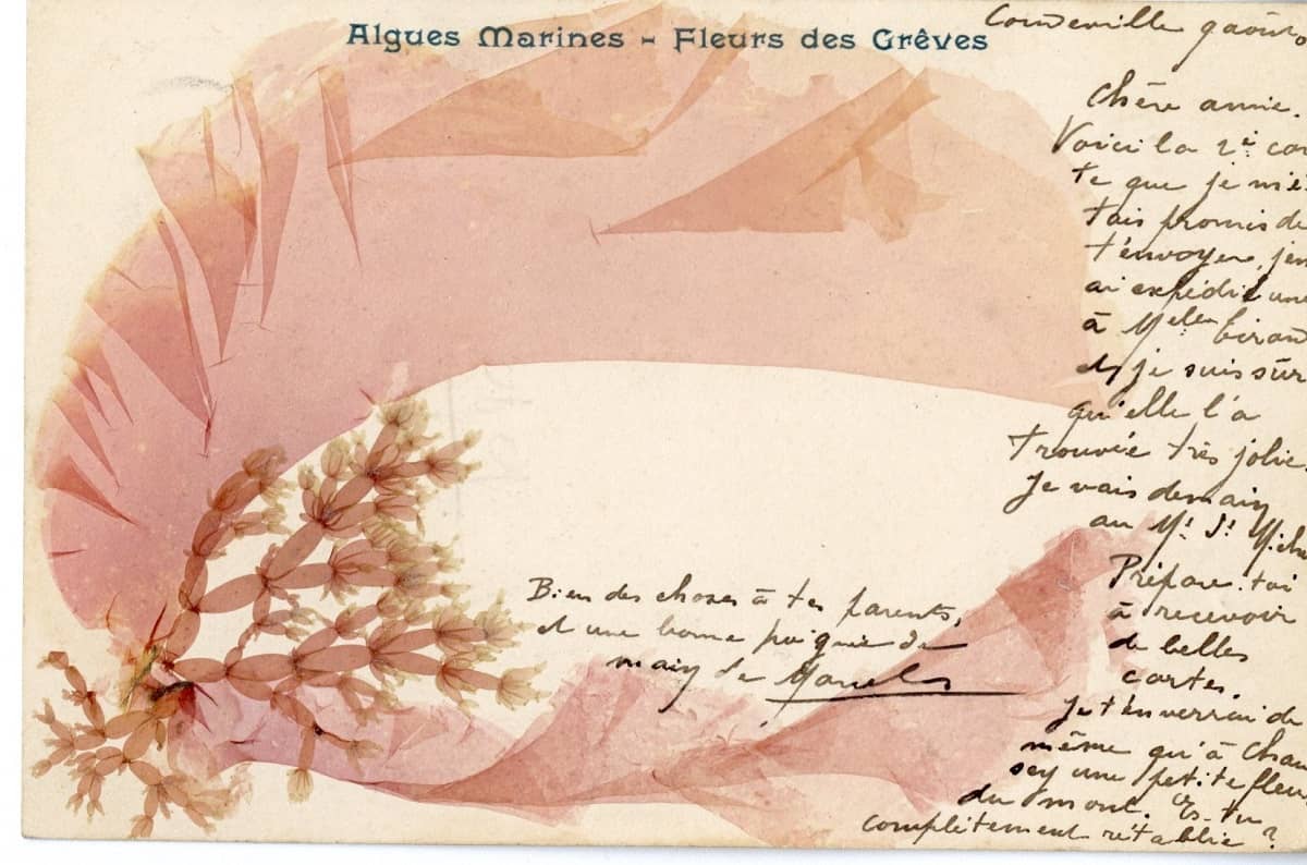 Illustration de l'événement : Atelierd'écriture autour de l'alguier de la naturaliste Maria Doublet avec Adeline Miermont Giustinati -Ile Tatihou