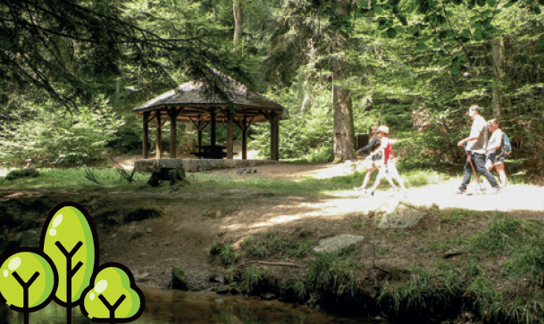 Illustration de l'événement : Sorties Sylvothérapie - Bains de forêt