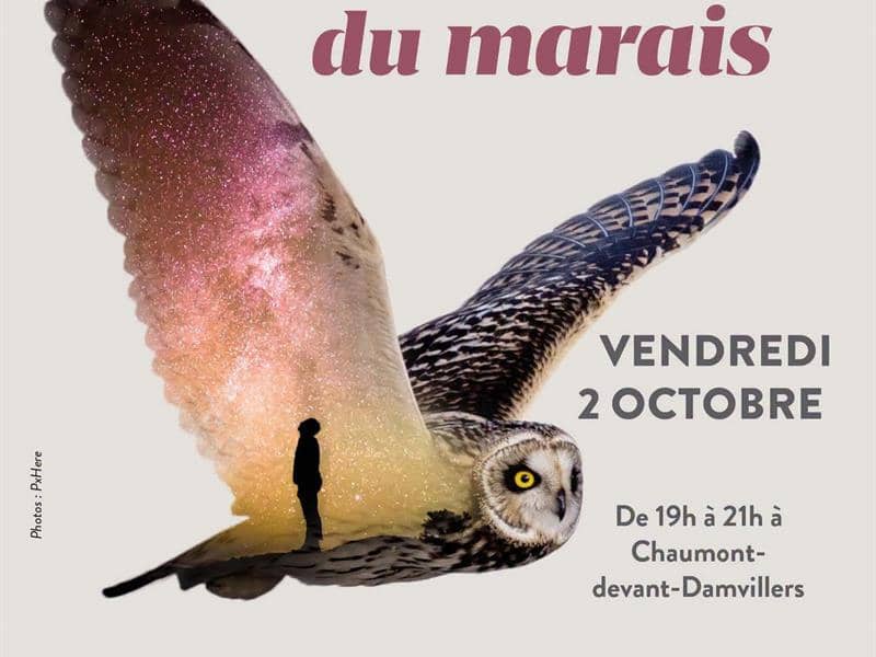 Illustration de l'événement : Vie nocturne au marais