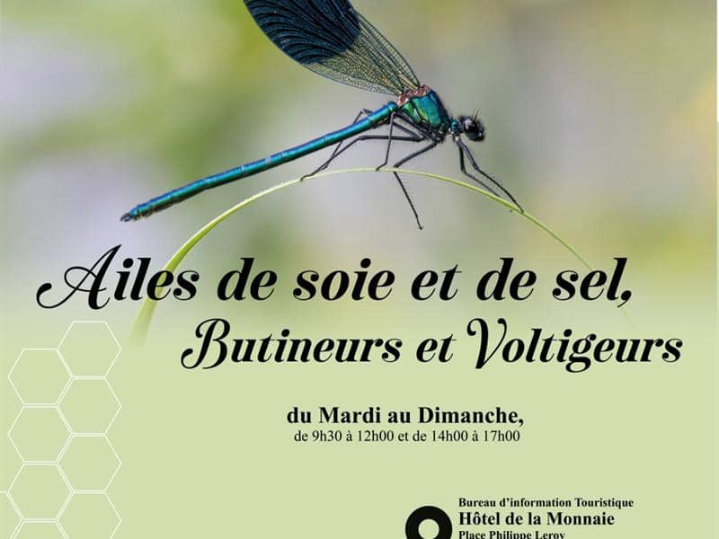 Illustration de l'événement : Exposition - Ailes de soie et de sel, butineurs et voltigeurs