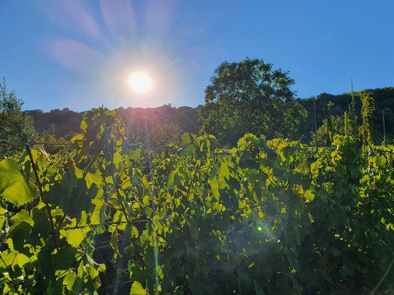 Illustration de l'événement : Visite nature - La Vigne au fil des saisons