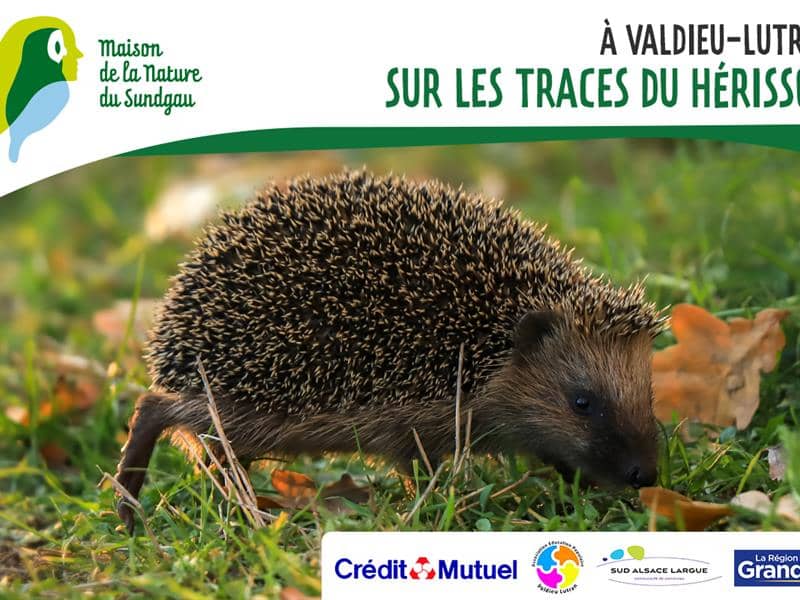 Illustration de l'événement : Sur les traces du hérisson à Valdieu-Lutran