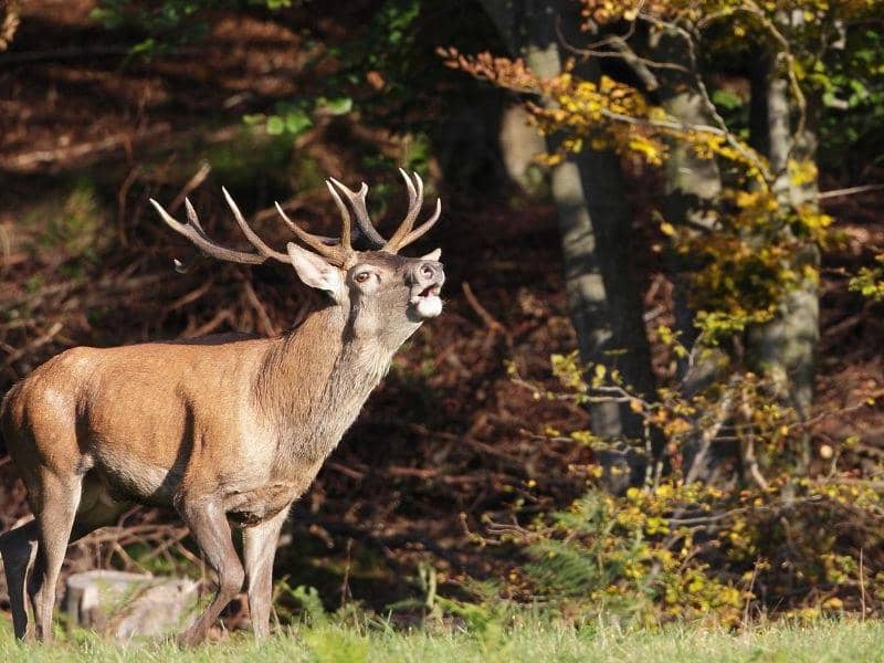 Illustration de l'événement : Balade forestière : Le brâme du cerf