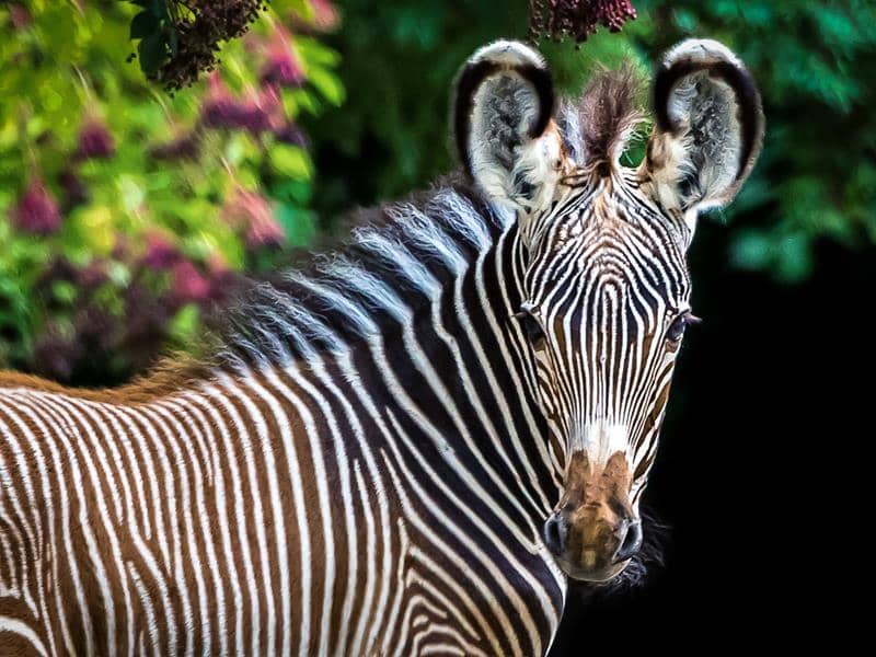 Illustration de l'événement : Journée découverte de la conservation au zoo de Mulhouse