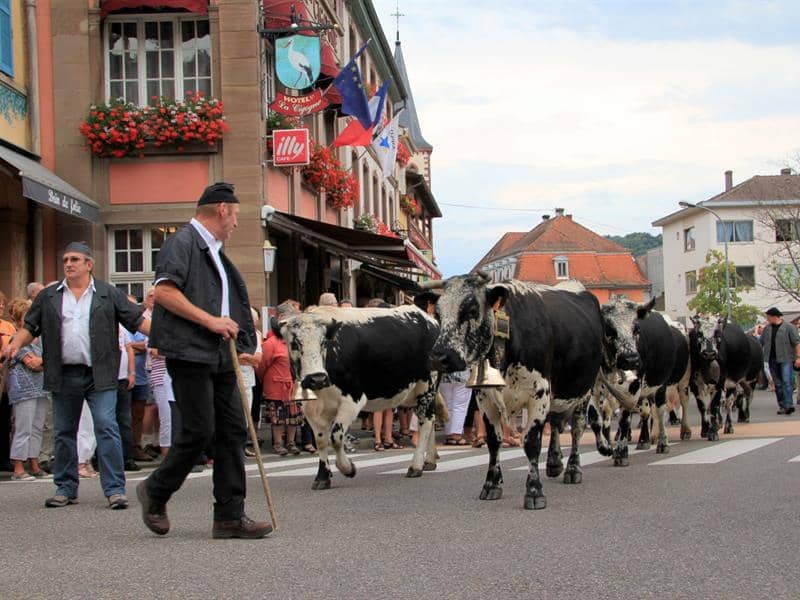 Illustration de l'événement : Fête de la transhumance et de la tourte