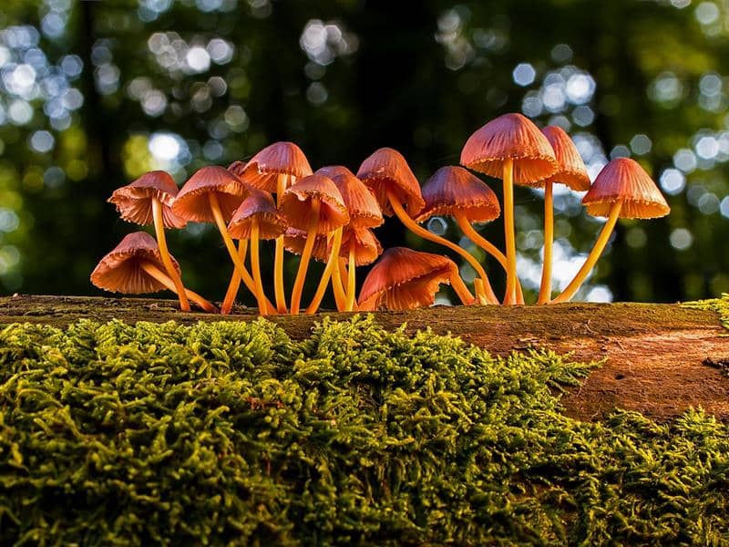 Illustration de l'événement : Les liens surprenants entre les champignons et les arbres