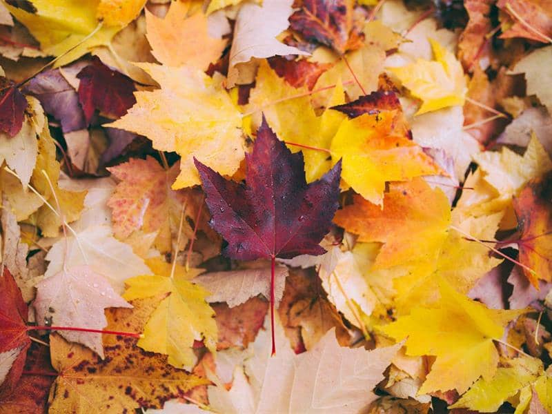 Illustration de l'événement : Fête d'automne