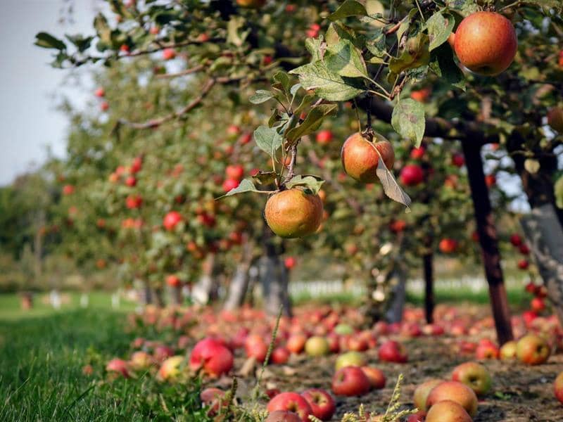 Illustration de l'événement : Visite du verger conservatoire de pommes anciennes