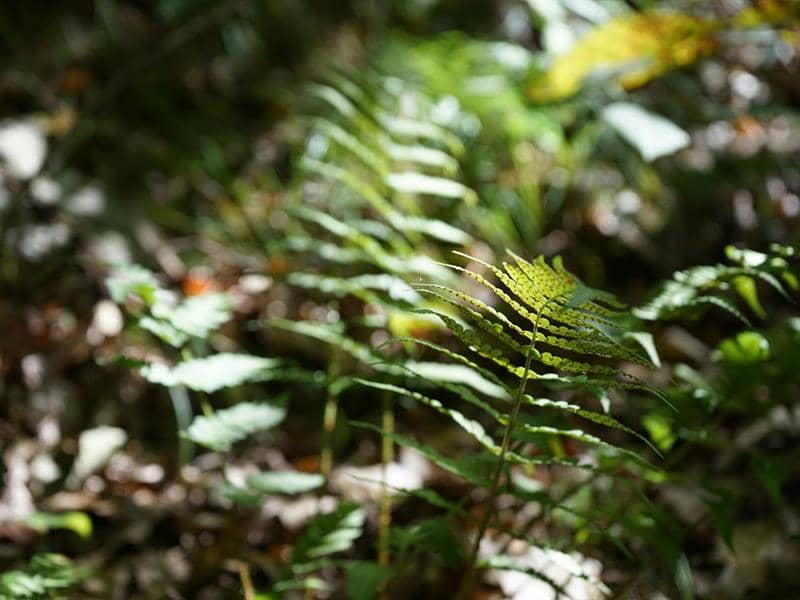 Illustration de l'événement : À la découverte des plantes sauvages
