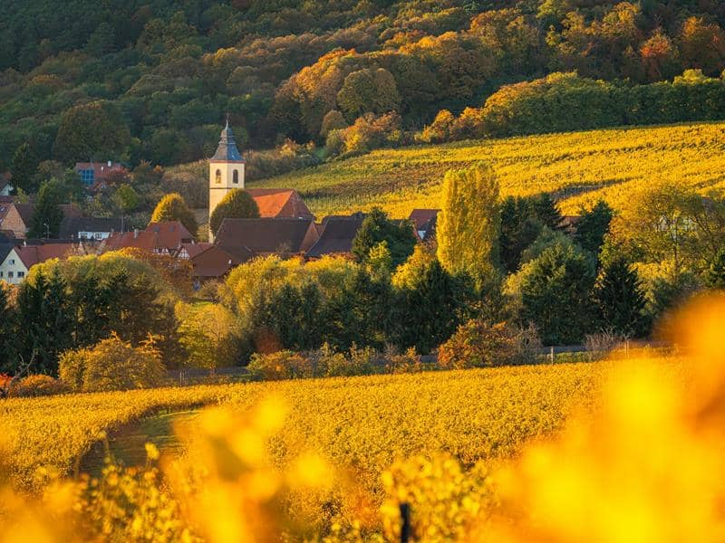 Illustration de l'événement : Vignobles en Scène Alsace : Jeu de piste dans le vignoble
