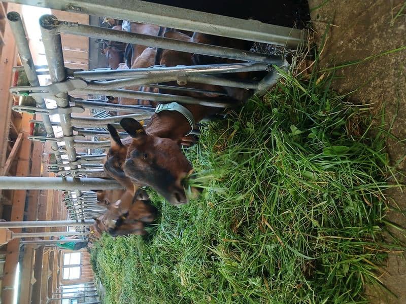 Illustration de l'événement : Visite de la ferme et dégustation