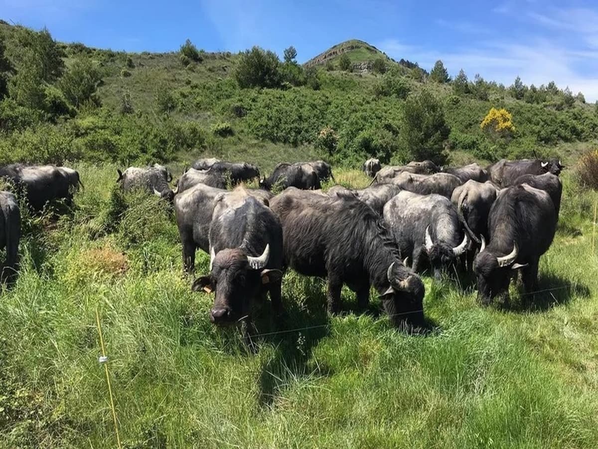 Illustration de l'événement : ANTONINI & CO - DE FERME EN FERME EN VAL DE DAGNE
