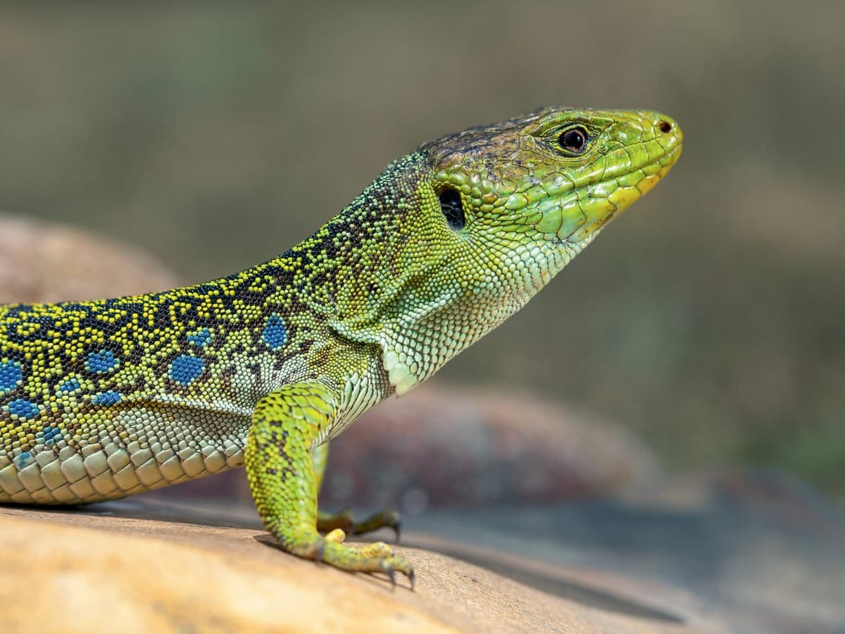 Illustration de l'événement : L'ABC DU HAUT-MINERVOIS - ANIMATIONS SUR LES REPTILES
