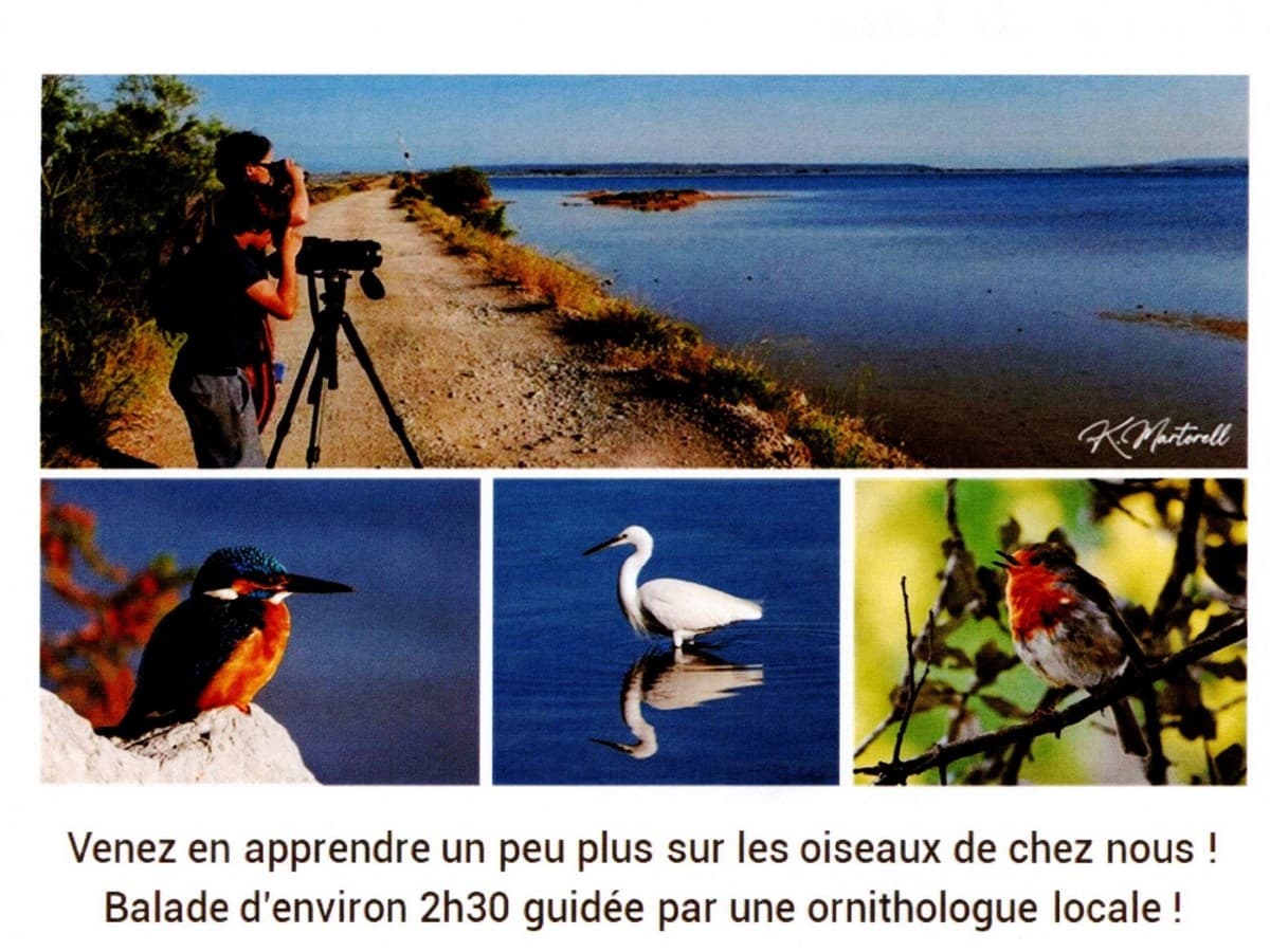 Illustration de l'événement : BALADE DÉCOUVERTE DES OISEAUX