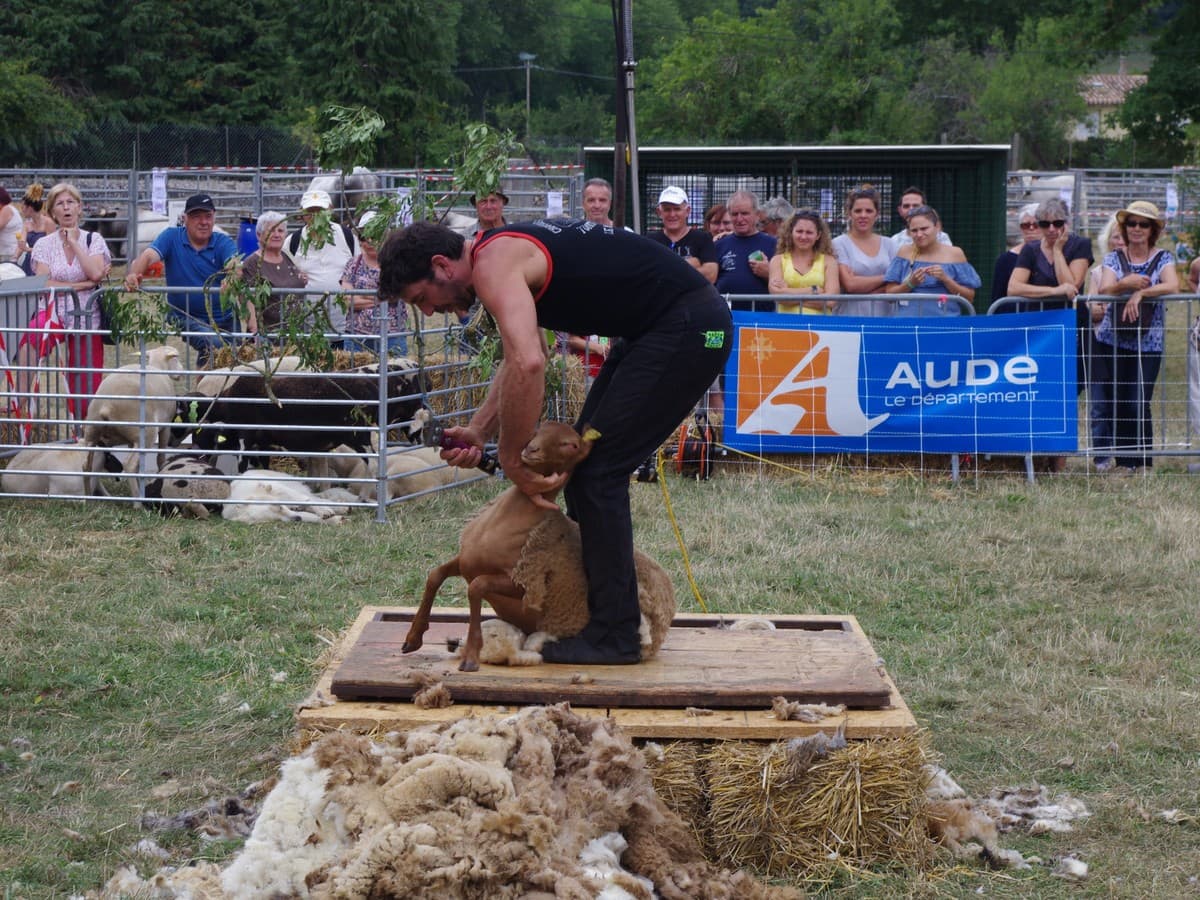 Illustration de l'événement : FOIRE AUX BESTIAUX DE MISSÈGRE