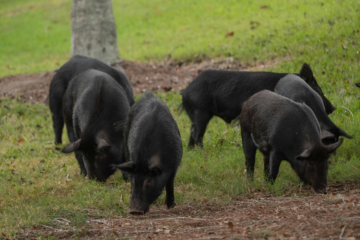 Illustration de l'événement : FERME EN FETE : LES PORCS DU COTEAU DE CHARLAS