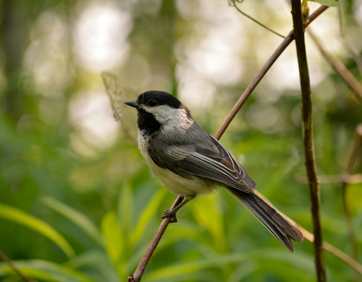 Illustration de l'événement : SORTIE CHANTS D'OISEAUX
