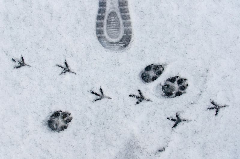 Illustration de l'événement : Événement Nature & Vous - Sur la piste des animaux