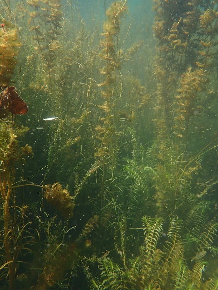 Illustration de l'événement : Rdv Natura 2000 : Flore et végétations aquatiques des vallées calcaires du Périgord