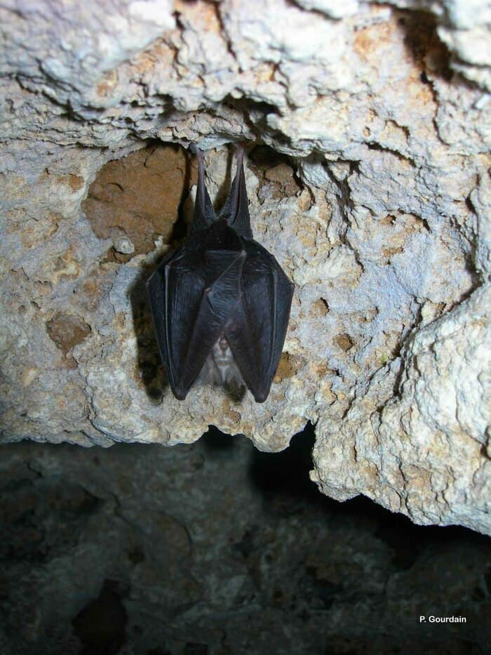 Illustration de l'événement : Nuit de la Chauve-souris