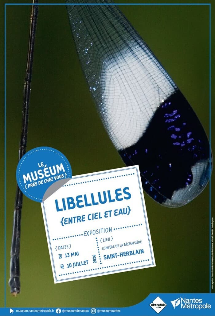 Illustration de l'événement : Exposition Libellules à Saint-Herblain