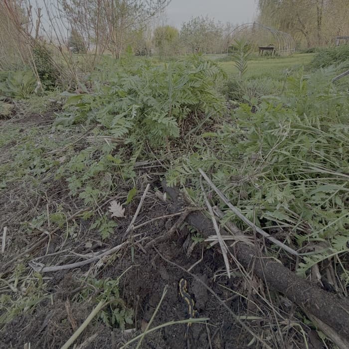 Illustration de l'événement : Visite et découverte de la biodiversité du jardin Cairnhill