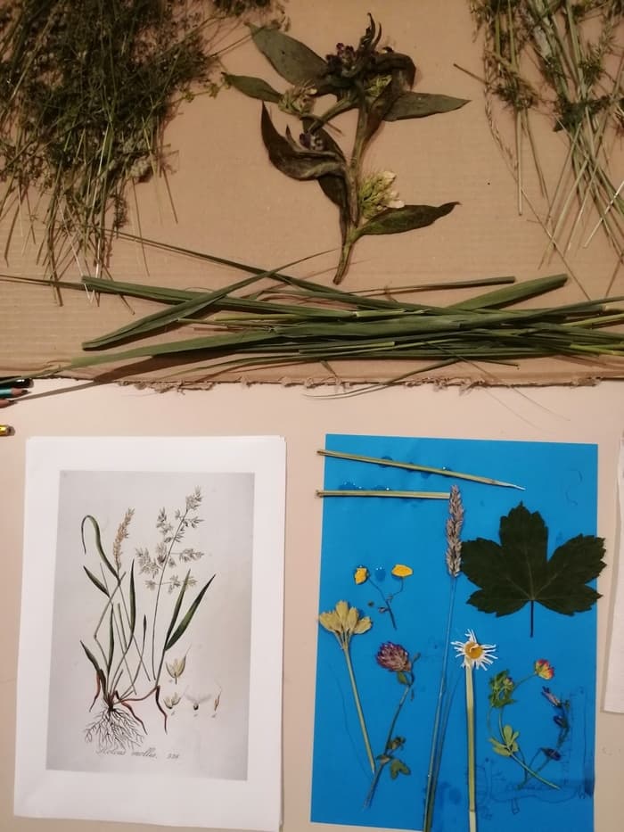 Illustration de l'événement : Herbier en fleurs