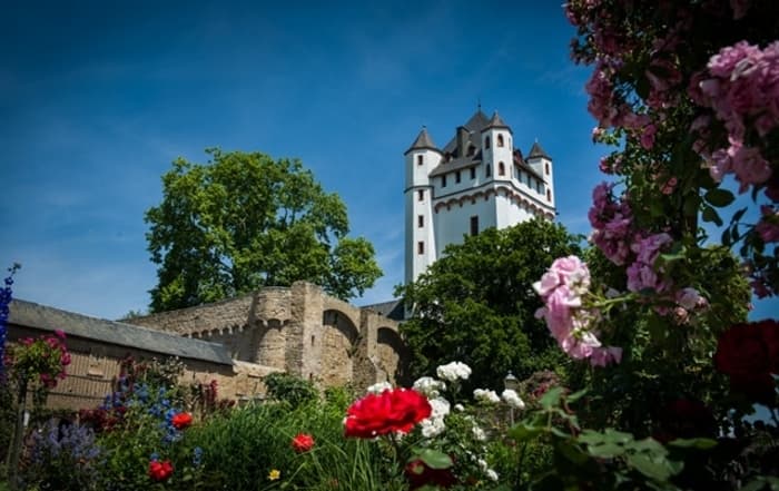 Illustration de l'événement : Visite guidée des roses avec le jardinier de la ville