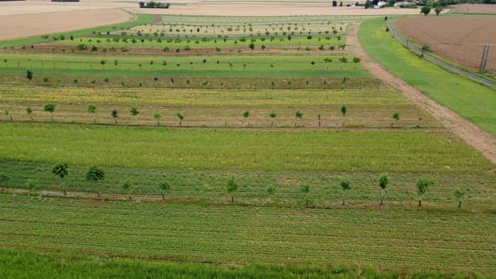 Illustration de l'événement : Portes ouvertes : site de production de semences et plants de plantes sauvages et locales, destinées à des projets de renaturation.