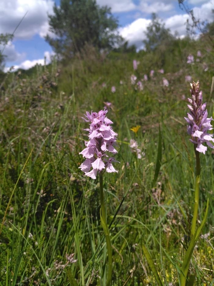 Illustration de l'événement : Balade botanique : à la découverte des milieux ouverts du Limousin