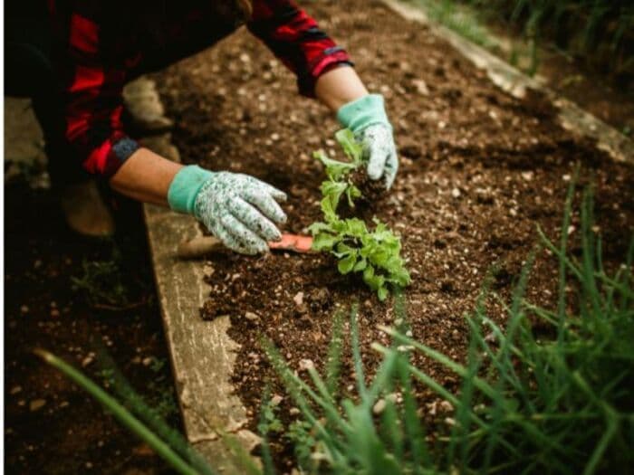 Illustration de l'événement : JARDIN INTERGENERATIONEL