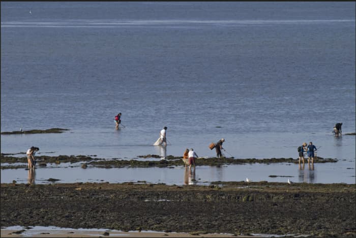 Illustration de l'événement : Journée nationale de comptage des pêcheurs à pieds (bénévoles recherchés)