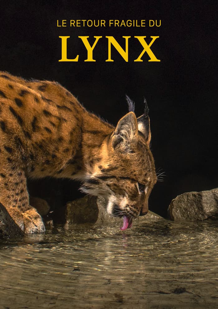 Illustration de l'événement : Ciné-rencontre: Le retour fragile du lynx