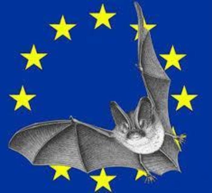 Illustration de l'événement : Nuit Internationnale de la Chauve-souris
