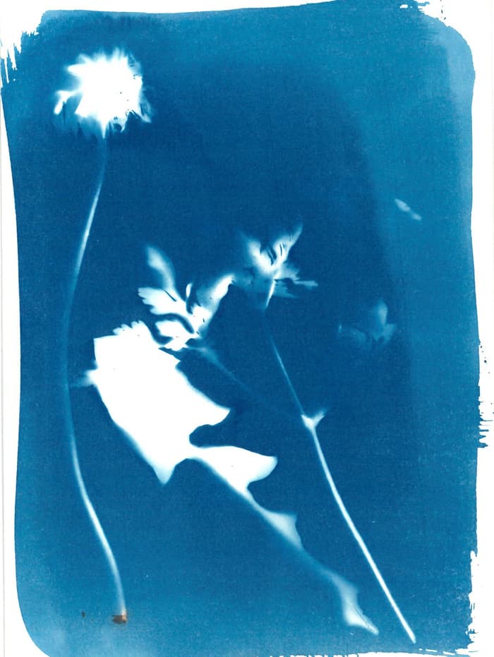 Illustration de l'événement : Mon photogramme végétal - Atelier cyanotype