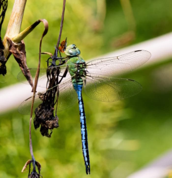 Illustration de l'événement : Nature en équilibre