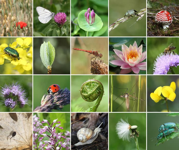Illustration de l'événement : Apéro-conférence biodiversité
