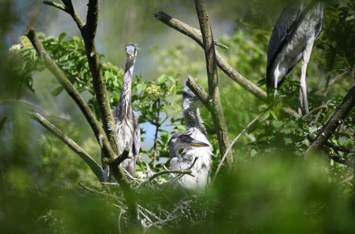 Illustration de l'événement : Balade naturaliste : les ailes du crépuscule